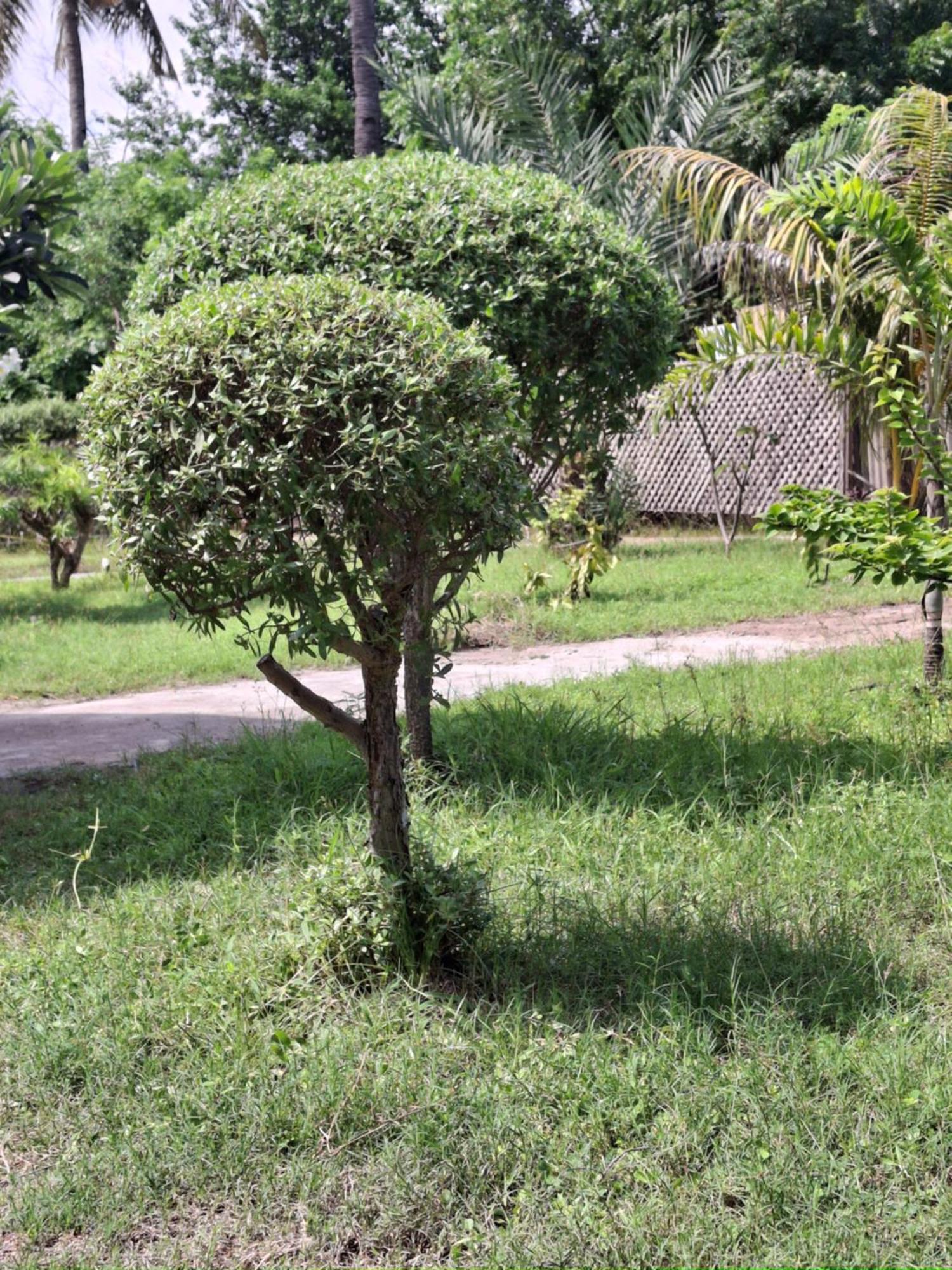 Cnunk Bungalow Gili Meno Esterno foto